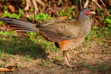 Close up of a Chaco chachalaca in the afternoon light, Pantanal Wetlands, Mato Grosso, Brazil