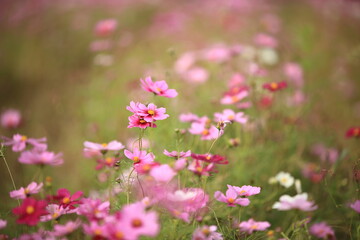 日本に咲いているコスモス
