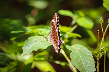 Brown Butterfly with closed wings on green leaves in sunshine, Pantanal Wetlands, Mato Grosso, Brazil