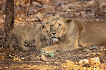 Fototapeta na wymiar Asiatic lion is a Panthera leo leo population in India. Its range is restricted to the Gir National Park and environs in the Indian state of Gujarat.