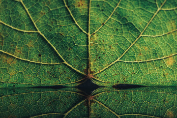 Naklejka na ściany i meble Close up beautiful green leaf and reflection on a black background texture. Macro photography view.