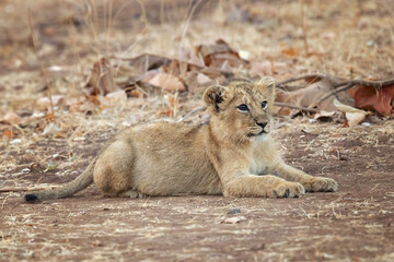 Asiatic lion is a Panthera leo leo population in India. Its range is restricted to the Gir National Park and environs in the Indian state of Gujarat.