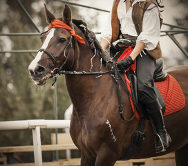 A beautiful Bay horse with a red bandana on his head and a mane braided in pigtails gallops with a...