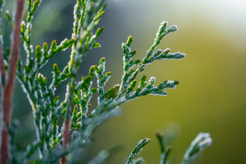 green young thuja branches covered with hoarfrost on blurred background, close view  