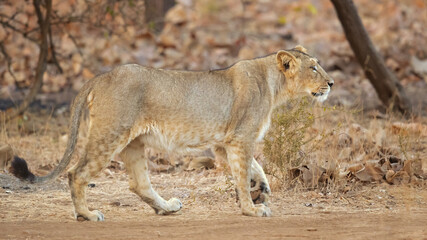Asiatic lion is a Panthera leo leo population in India. Its range is restricted to the Gir National Park and environs in the Indian state of Gujarat.