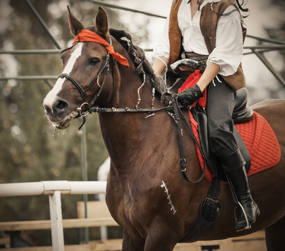 A beautiful Bay horse with a red bandana on his head and a mane braided in pigtails gallops with a rider in the saddle, who is dressed in fancy pirate costume.