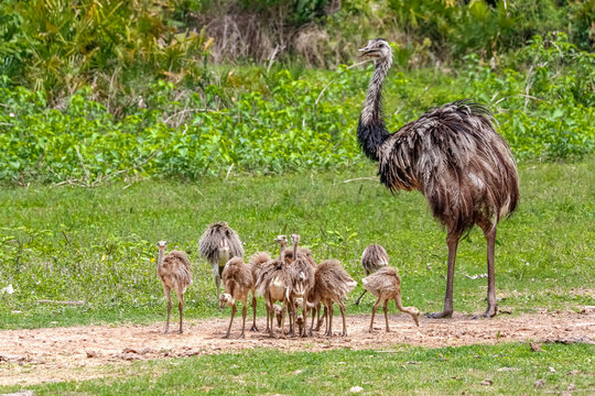 Rhea or Nandu mother and babies foraging in grass, Pantanal Wetlands, Mato Grosso, Brazil