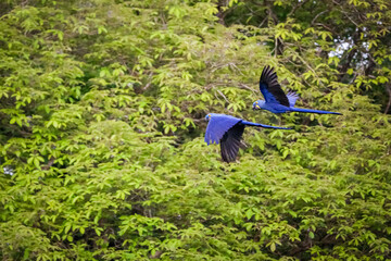 Two Hyacinth Macaws in flight against green background, Pantanal Wetlands, Mato Grosso, Brazil