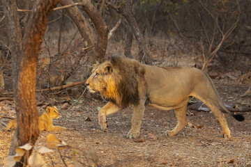 Asiatic lion is a Panthera leo leo population in India. Its range is restricted to the Gir National Park and environs in the Indian state of Gujarat.