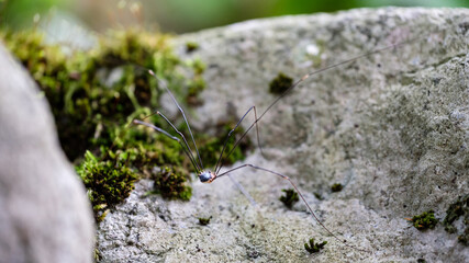 Long Legged Spider