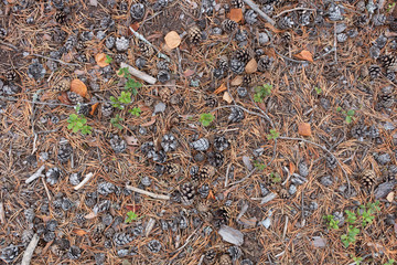 Pattern of a pine tree forest ground with cones and fir needles and some green flowers