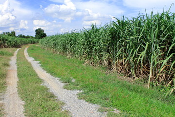 Fototapeta na wymiar Walkway in sugarcane field on sunny day, Agriculture in tropical region of Asia.