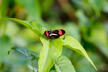 Small black, white, red colored Butterfly on a green leaf. Pantanal Wetlands, Mato Grosso, Brazil