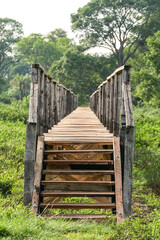 Wooden Boardwalk over swampy area, Pantanal Wetlands, Mato Grosso, Brazil 