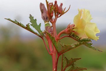 Okra plant and flower