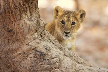 Crédence de cuisine en verre imprimé Lion Le lion asiatique est une population de Panthera leo leo en Inde. Son aire de répartition est limitée au parc national de Gir et aux environs de l& 39 État indien du Gujarat.