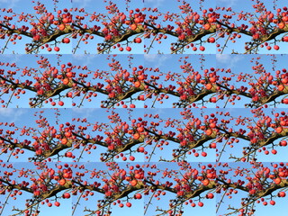 Background texture image (matrix analog) of several pictures of a branch of autumn wild apples on a blue sky background.  Preform for decorative framing.