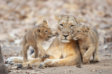 Asiatic lion is a Panthera leo leo population in India. Its range is restricted to the Gir National...