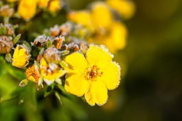 beautiful yellow flowers covered with hoarfrost on blurred natural background
