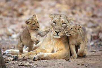 Asiatic lion is a Panthera leo leo population in India. Its range is restricted to the Gir National...