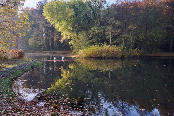 Fototapeta na wymiar Two white swans at the pond in the city park in Poznan.