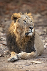 Asiatic lion is a Panthera leo leo population in India. Its range is restricted to the Gir National Park and environs in the Indian state of Gujarat.