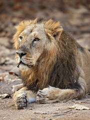 Asiatic lion is a Panthera leo leo population in India. Its range is restricted to the Gir National Park and environs in the Indian state of Gujarat.
