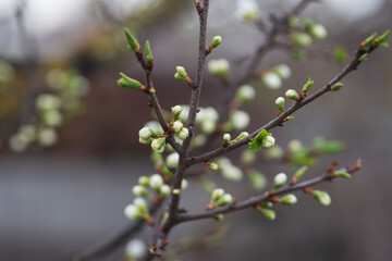 Blooming plum tree closeup. Floristic background. Spring white flowers.