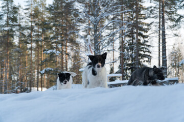 Naklejka premium dogs in the snow