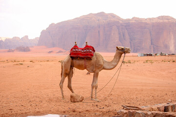 Camels in the desert of Wadi Rum Jordan