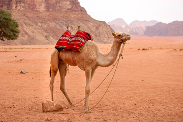 Camels in the desert of Wadi Rum Jordan