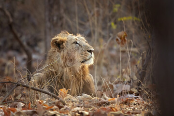 Asiatic lion is a Panthera leo leo population in India. Its range is restricted to the Gir National...