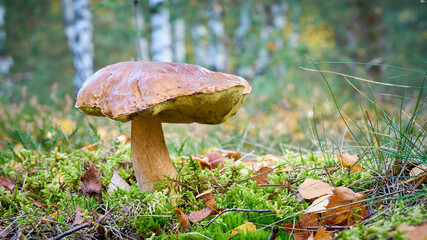Steinpilz (Boletus edulis) im Wald im Herbst