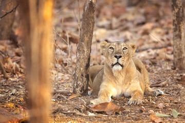 Asiatic lion is a Panthera leo leo population in India. Its range is restricted to the Gir National Park and environs in the Indian state of Gujarat.
