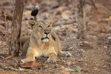 Asiatic lion is a Panthera leo leo population in India. Its range is restricted to the Gir National Park and environs in the Indian state of Gujarat.