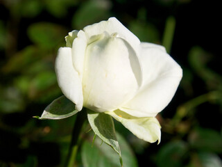 白色のバラの花