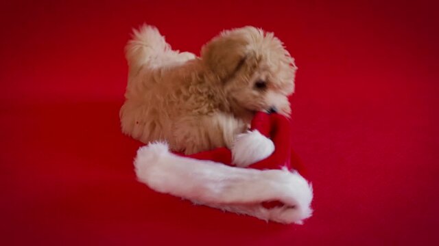 little puppy playing with a Santa's hat on red background