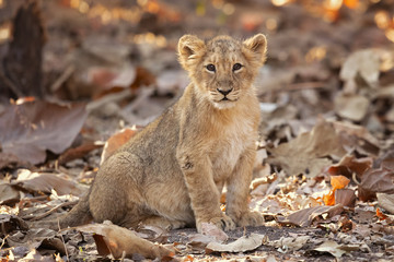Fototapeta na wymiar Asiatic lion is a Panthera leo leo population in India. Its range is restricted to the Gir National Park and environs in the Indian state of Gujarat.