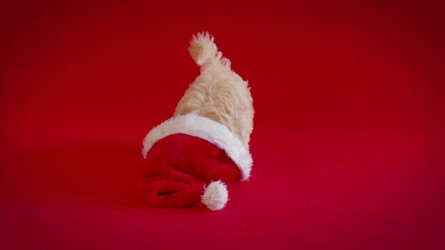 little puppy playing with a Santa's hat on red background