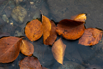 Colourful fall leaves in pond lake water, floating autumn leaf. Fall season leaves in rain puddle. Sunny autumn day foliage. October weather, november nature background. Beautiful reflection in water.