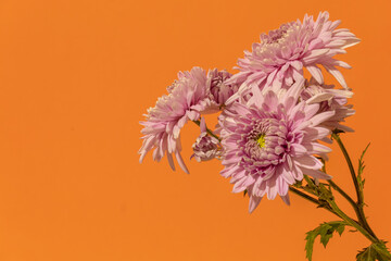 Pink Flowers Against Orange Background. Copy Space on The Left Side