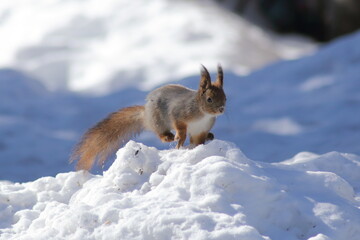 Naklejka na ściany i meble Eurasian red squirrel (Sciurus vulgaris) in snow
