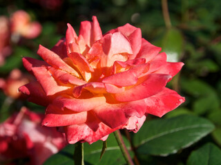 赤色のバラの花