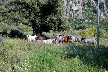 Horses on the slopes of Reales Mountain in Sierra Bermeja near Casares, Spain.