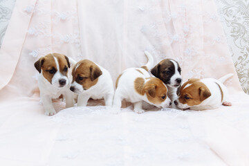 two puppies on white background