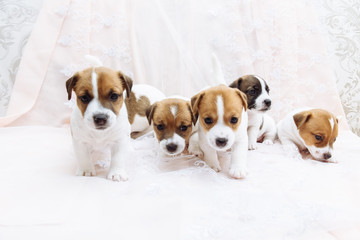 group of puppies on white background