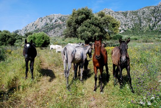 Horses on the slopes of Reales Mountain in Sierra Bermeja near Casares, Spain.