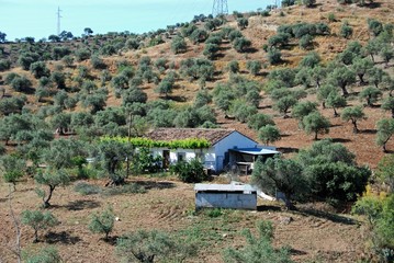 Small farmhouse surrounded by olive groves near Alora, Spain.