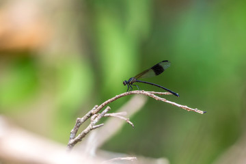 Black-banded Gossamerwing (Formal Name: Euphaea decorata), Male