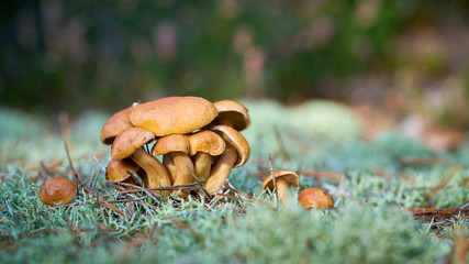 Kuhröhrling (Suillus bovinus) auf dem Waldboden im Herbst 